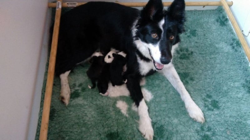 Chiot Border Collie Des Joyeux quatre Pattes