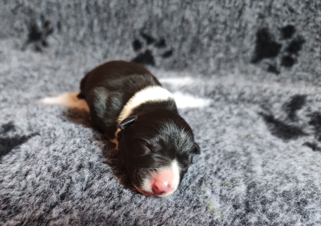 Des Joyeux quatre Pattes - Chiots disponibles - Border Collie