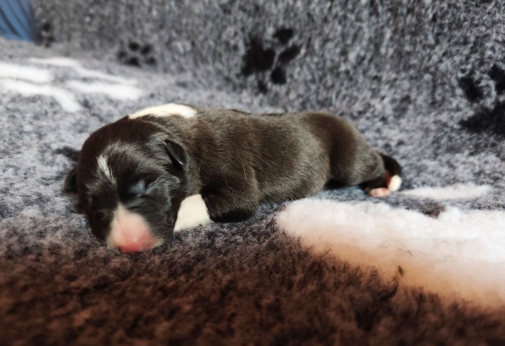 Des Joyeux quatre Pattes - Chiots disponibles - Border Collie