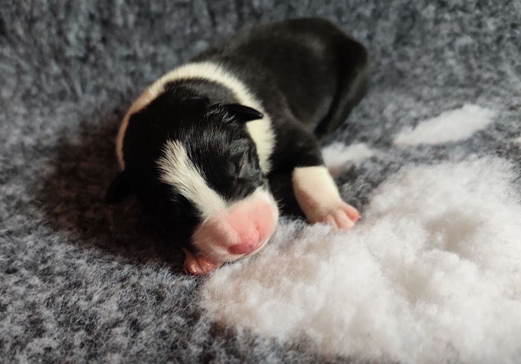 Des Joyeux quatre Pattes - Chiots disponibles - Border Collie