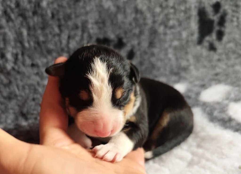 Des Joyeux quatre Pattes - Chiots disponibles - Border Collie