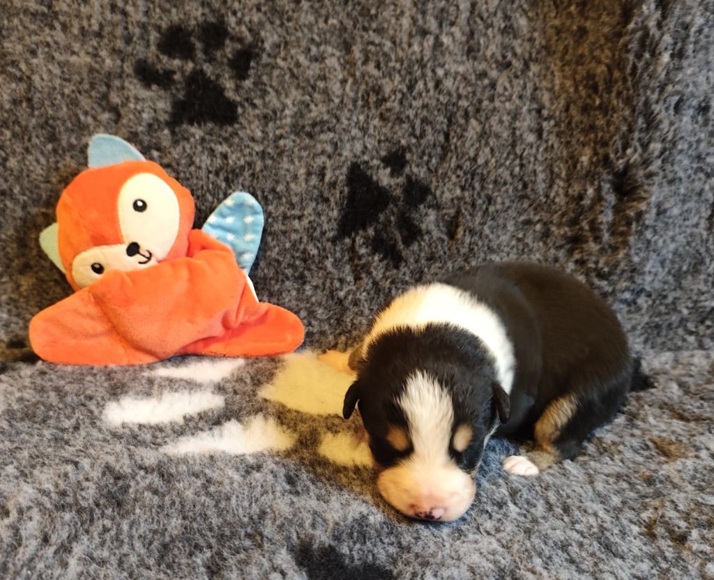 Des Joyeux quatre Pattes - Chiots disponibles - Border Collie