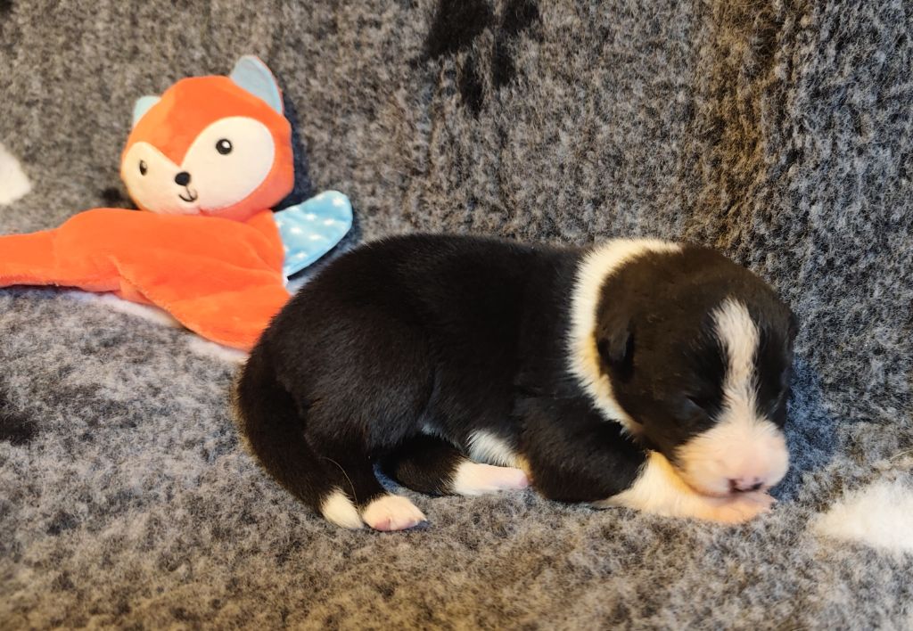 Des Joyeux quatre Pattes - Chiots disponibles - Border Collie