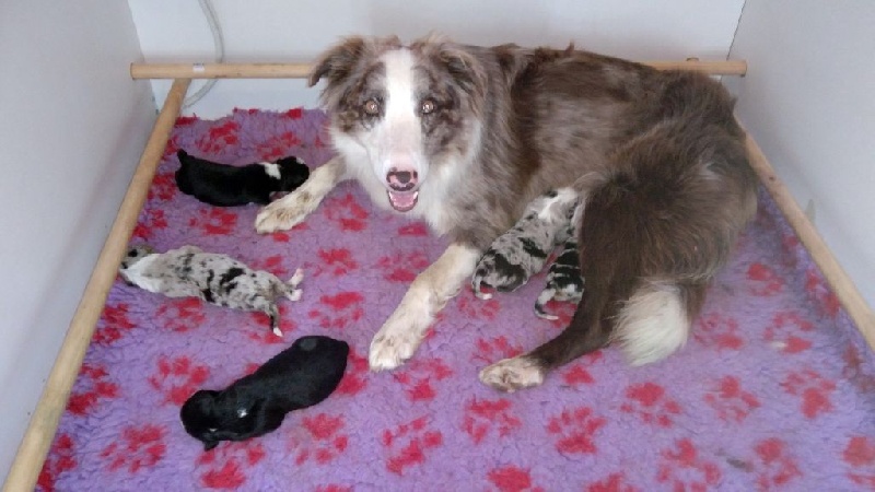 Des Joyeux quatre Pattes - Border Collie - Portée née le 29/07/2016