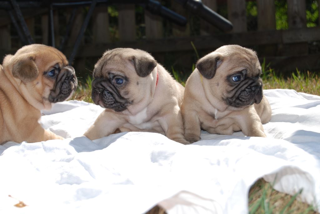 Chiot Bouledogue français of pheronikee