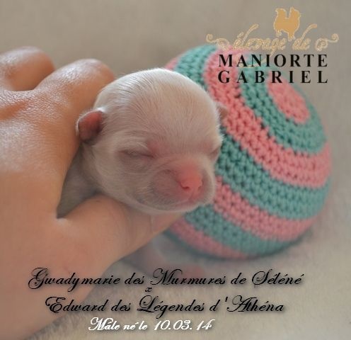 De Maniorte Gabriel - Chihuahua - Portée née le 10/03/2014