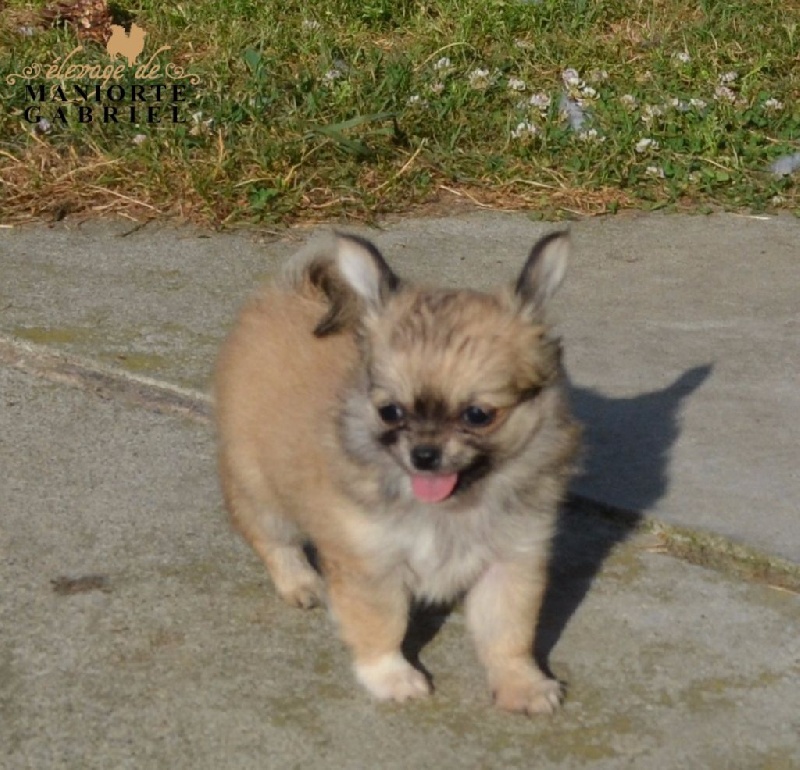 De Maniorte Gabriel - Chihuahua - Portée née le 08/05/2016