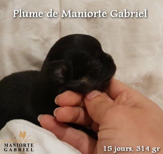 De Maniorte Gabriel - Chihuahua - Portée née le 07/04/2019