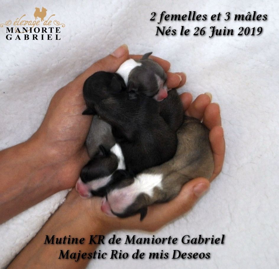 De Maniorte Gabriel - Chihuahua - Portée née le 26/06/2019