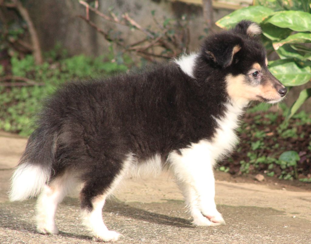 de la Vallée de Takamaka - Chiots disponibles - Shetland Sheepdog