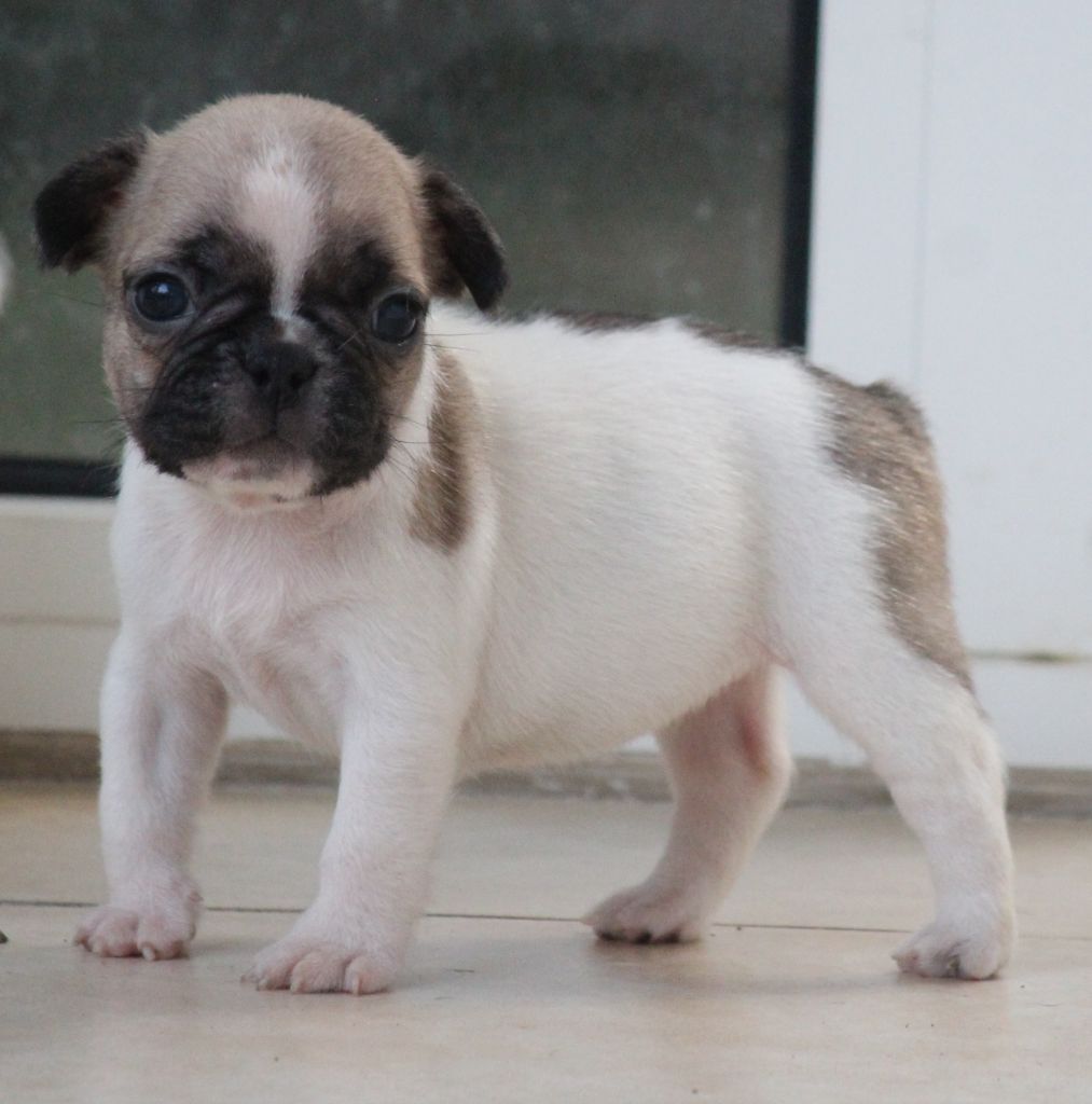 de la Vallée de Takamaka - Chiots disponibles - Bouledogue français