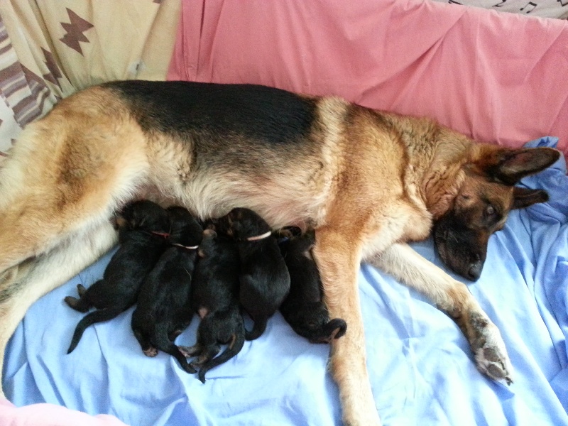 Chiot Berger Allemand De La Source Des Oréades