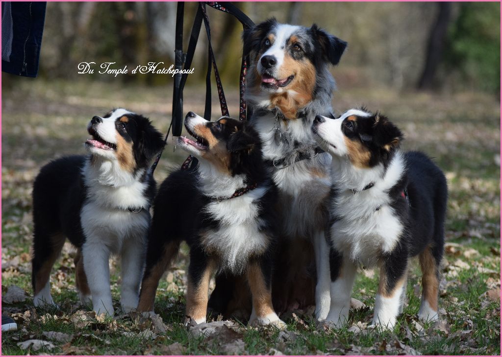 Du Temple D'hatchepsout - Chiots disponibles à l'élevage Of West Mystery