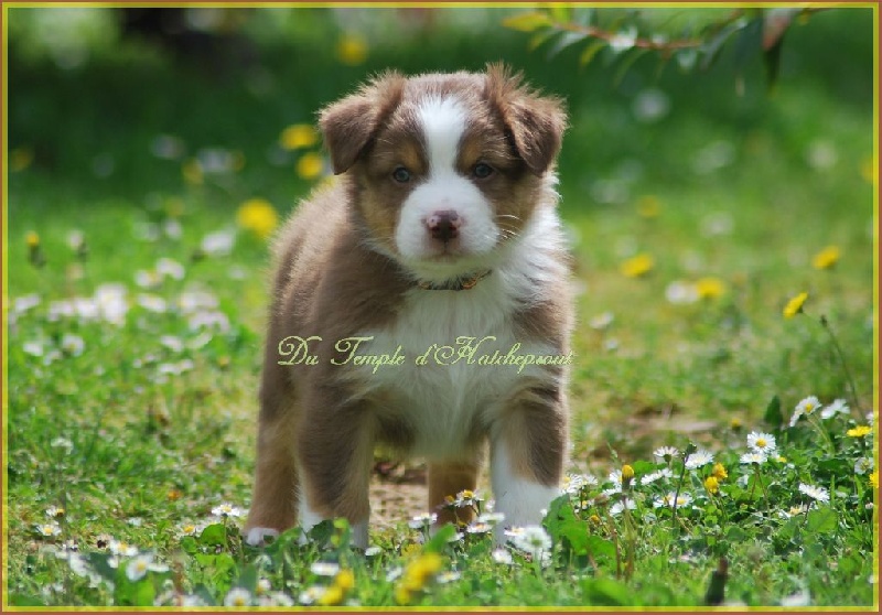 Chiot Berger Australien Du Temple D'hatchepsout