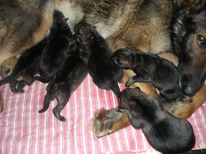 De Machera - Naissance des chiots Bolle x Sharon