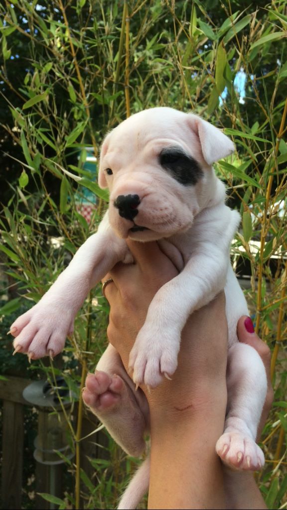 De La Crau Blanche - Chiots disponibles - Dogo Argentino