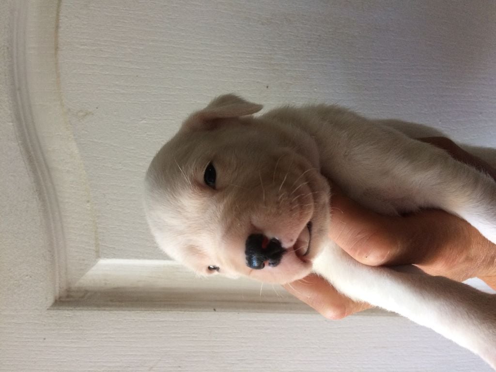 De La Crau Blanche - Chiots disponibles - Dogo Argentino