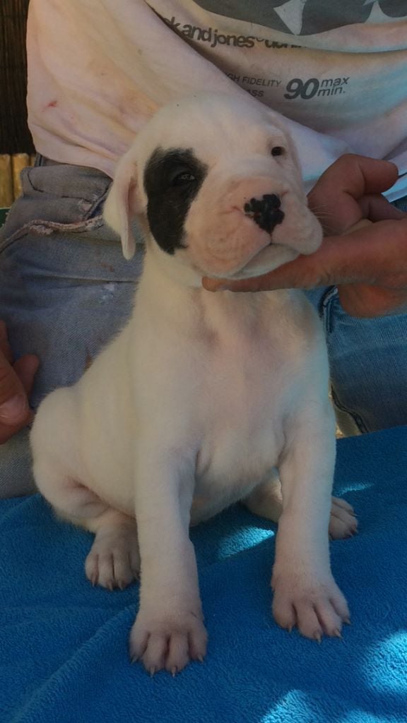 De La Crau Blanche - Chiots disponibles - Dogo Argentino