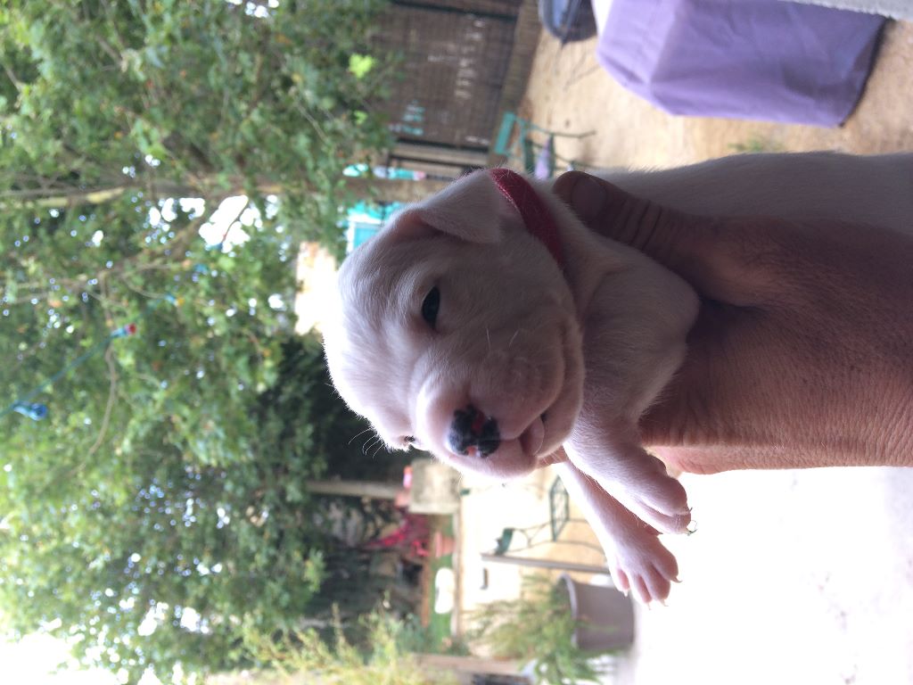 De La Crau Blanche - Chiots disponibles - Dogo Argentino