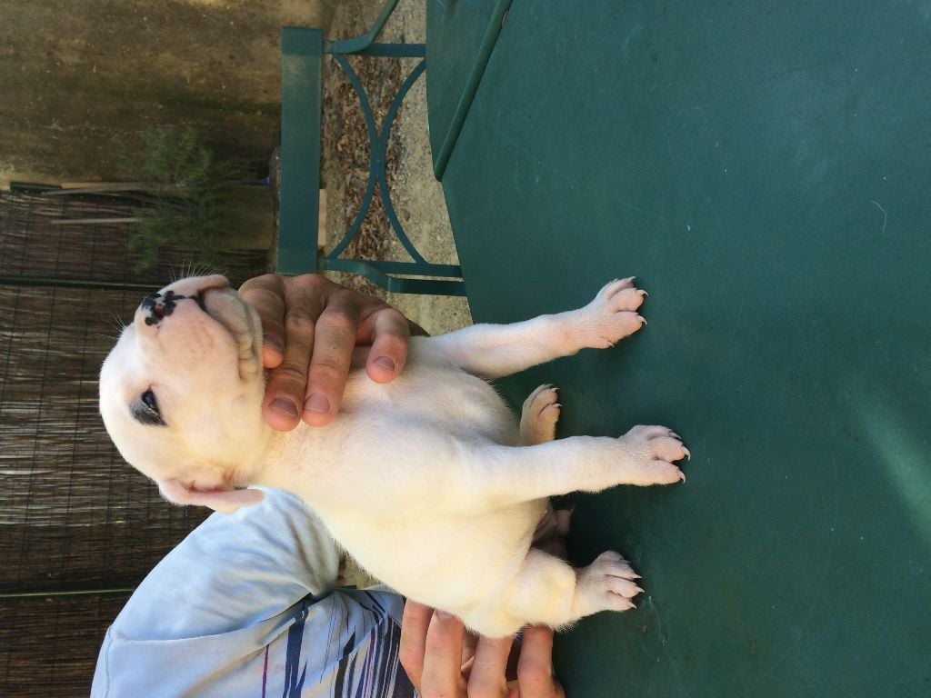 De La Crau Blanche - Chiots disponibles - Dogo Argentino