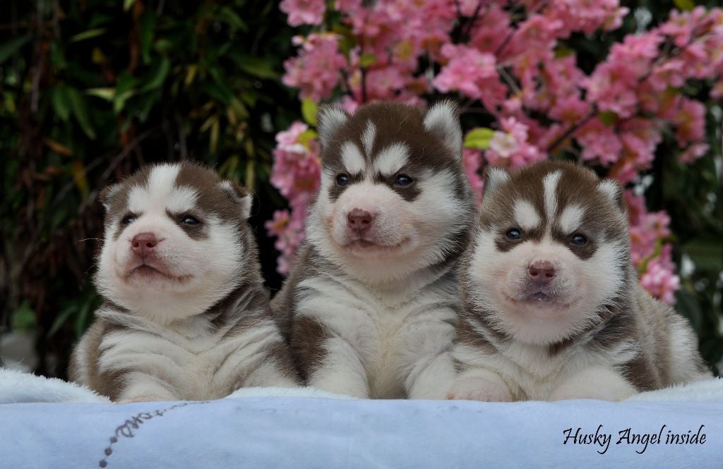 Angel Inside's - nouvelles photos des chiots dispos