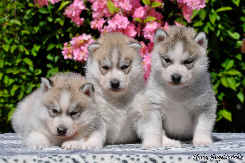 Angel Inside's - chiots husky lof à réserver