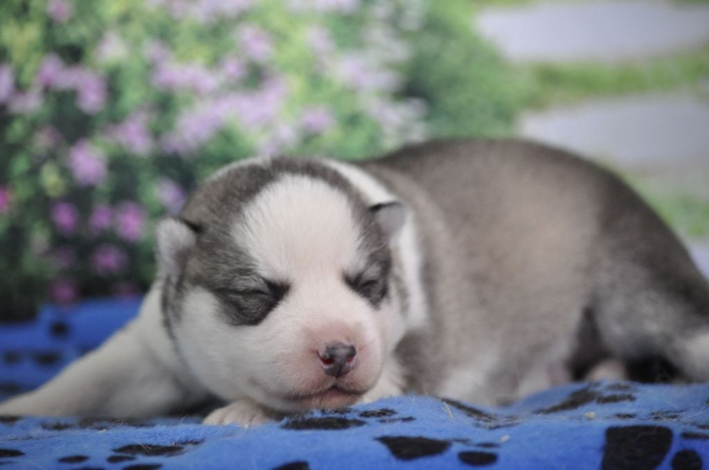 Angel Inside's - Chiots disponibles - Siberian Husky