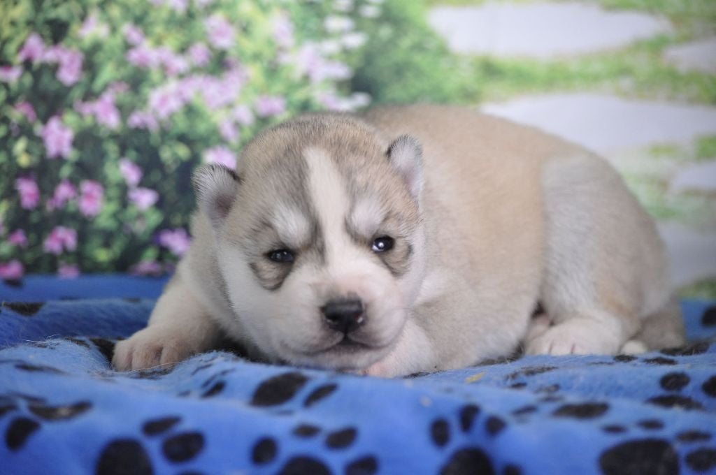 Angel Inside's - Chiots disponibles - Siberian Husky