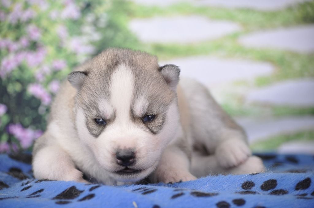 Angel Inside's - Chiots disponibles - Siberian Husky