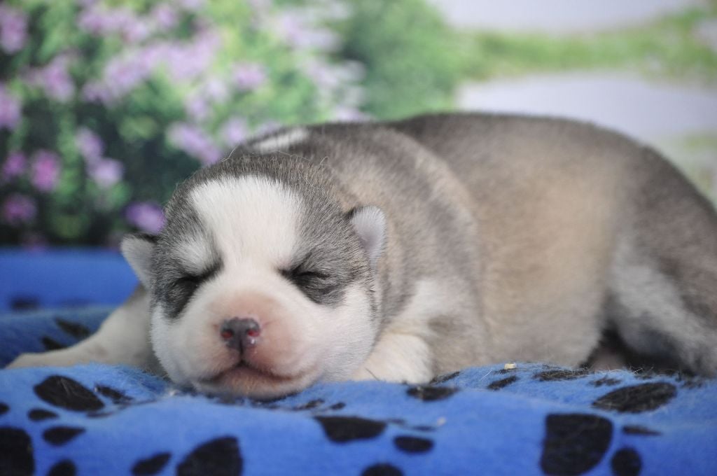 Angel Inside's - Chiots disponibles - Siberian Husky