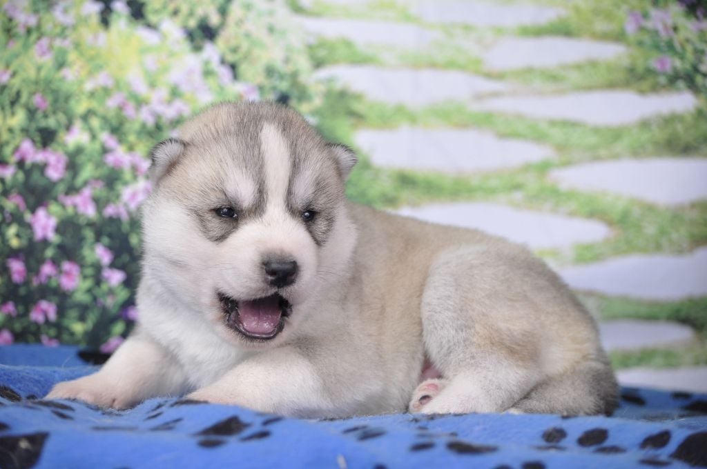 Angel Inside's - Chiots disponibles - Siberian Husky