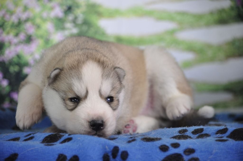 Angel Inside's - Chiots disponibles - Siberian Husky