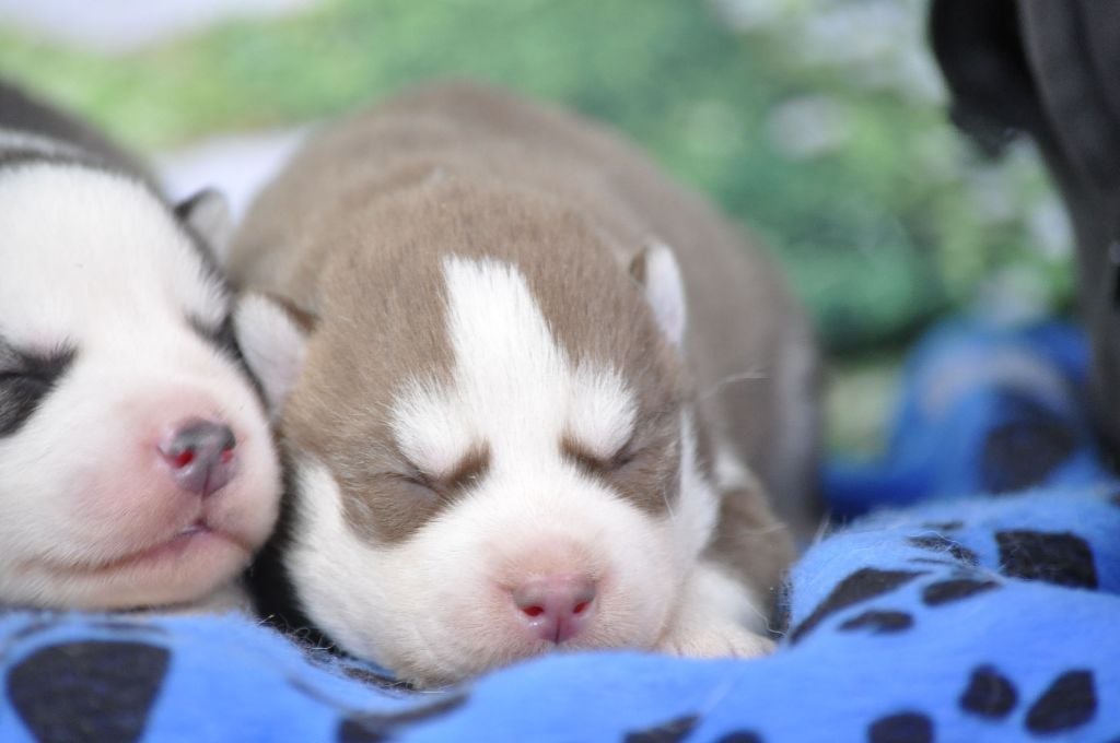 Angel Inside's - Chiots disponibles - Siberian Husky