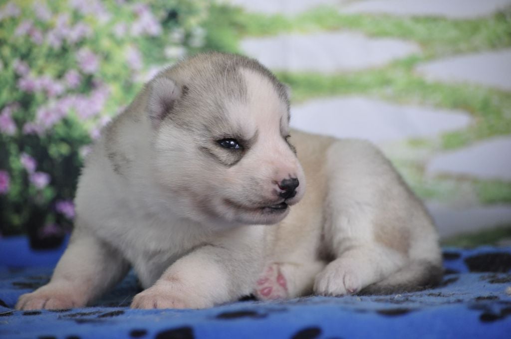 Angel Inside's - Chiots disponibles - Siberian Husky