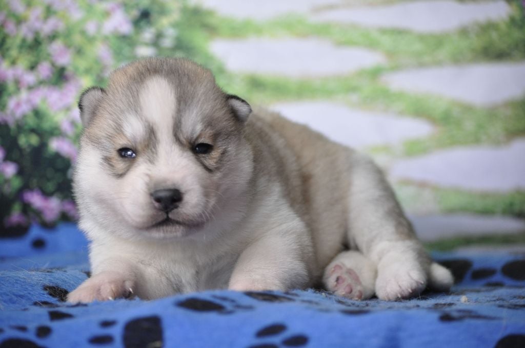 Angel Inside's - Chiots disponibles - Siberian Husky