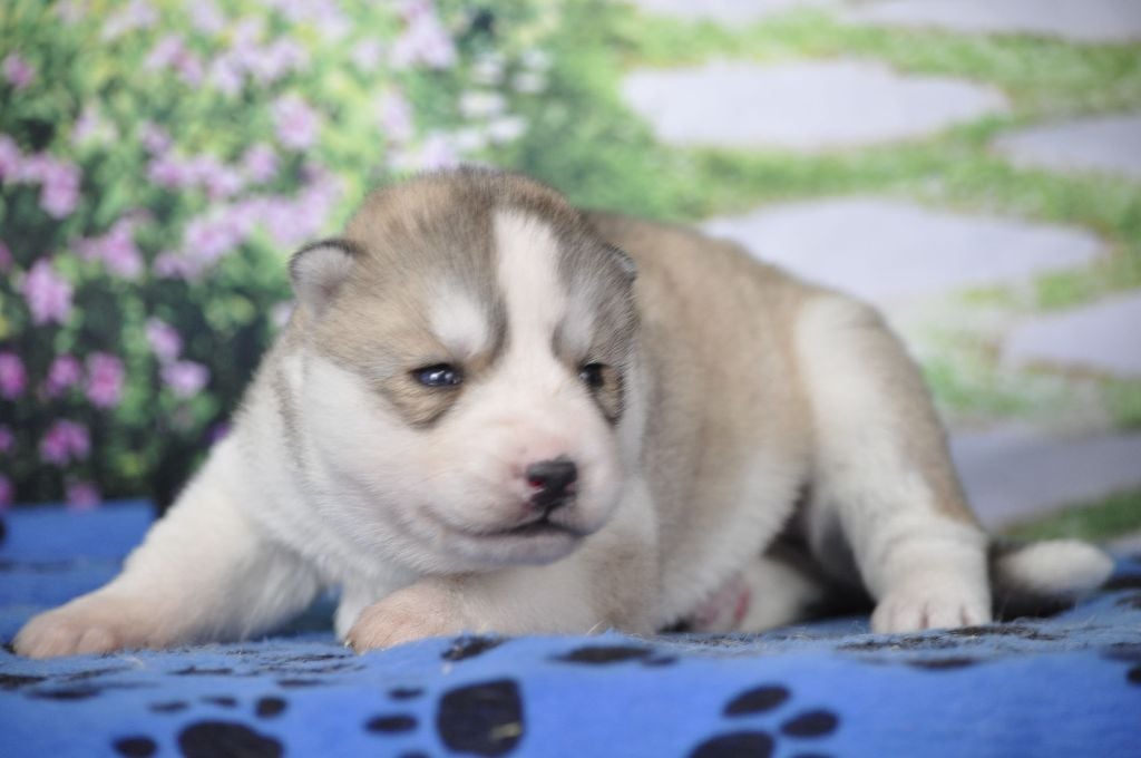 Angel Inside's - Chiots disponibles - Siberian Husky