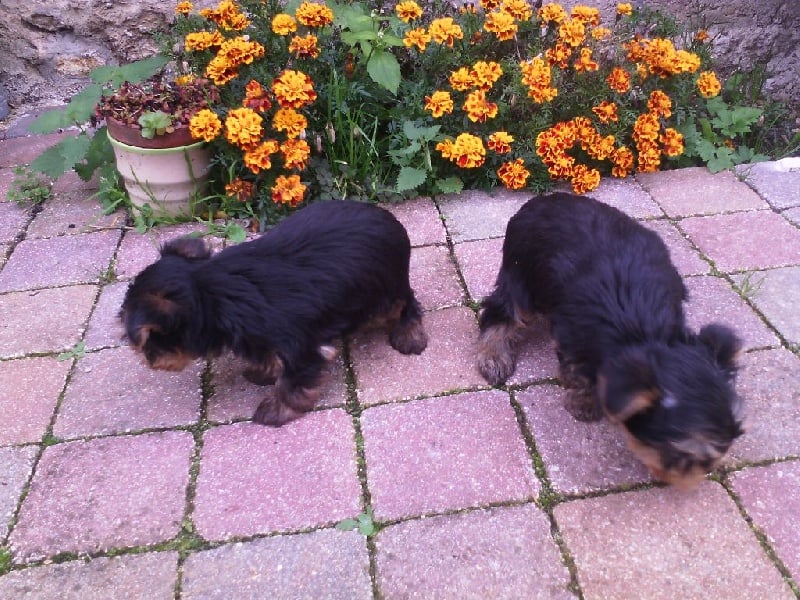 des Jardins De La Défense - Chiots disponibles - Yorkshire Terrier