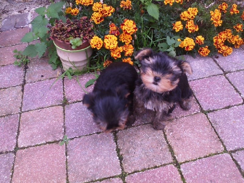 Chiot Yorkshire Terrier des Jardins De La Défense