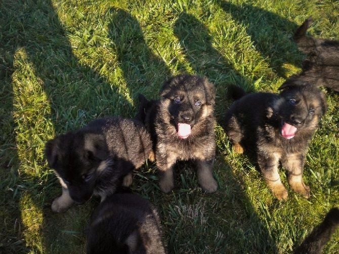 Du Domaine Des Irréductibles - CHIOTS BERGER ALLEMAND