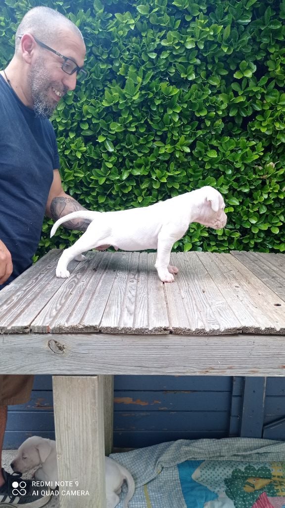 de La Casa De Don Diego Y Sus Dogos - Chiots disponibles - Dogo Argentino