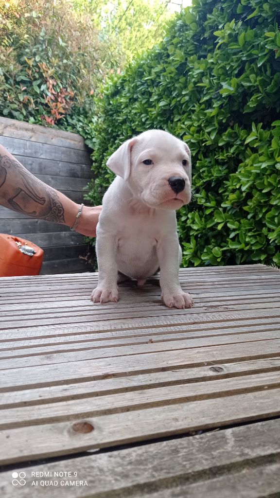 de La Casa De Don Diego Y Sus Dogos - Chiots disponibles - Dogo Argentino