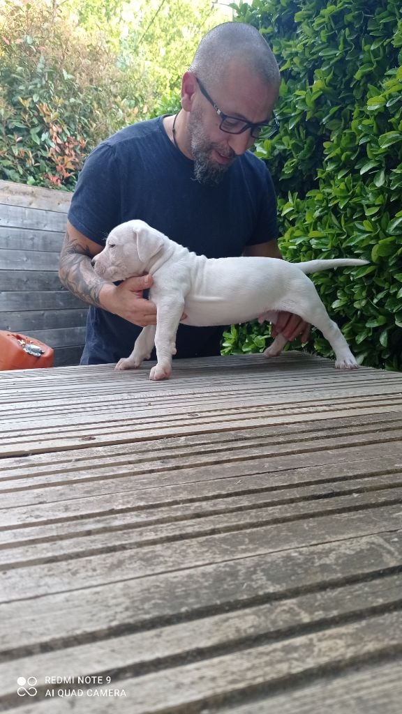 de La Casa De Don Diego Y Sus Dogos - Chiots disponibles - Dogo Argentino