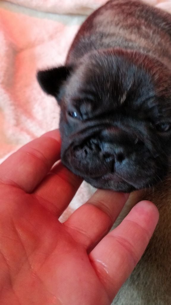 des Ocres De Provence - Chiots disponibles - Bouledogue français