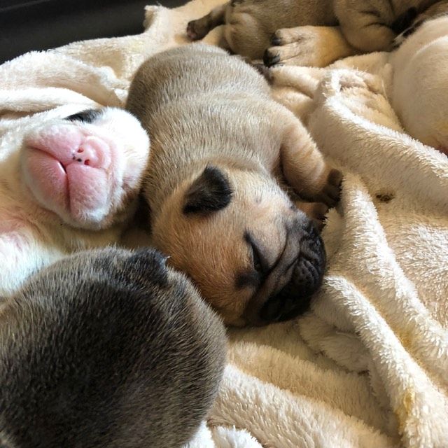 des Ocres De Provence - Chiots disponibles - Bouledogue français