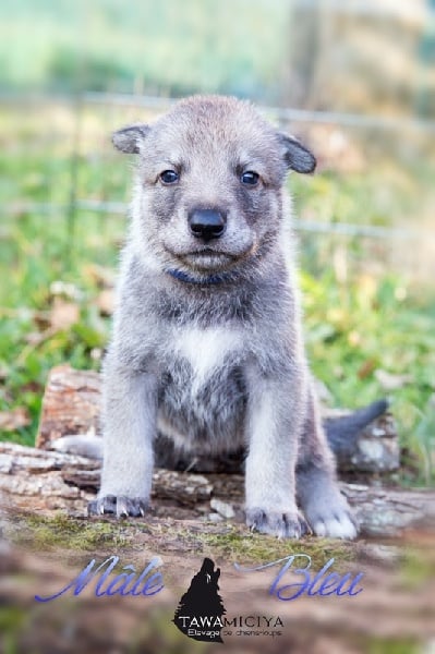 Tawamiciya - Chien-loup de Saarloos - Portée née le 24/11/2015