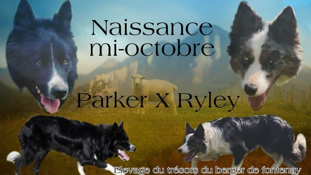 Du Trésor Du Berger De Fontenay - Portée Ryley X Parker