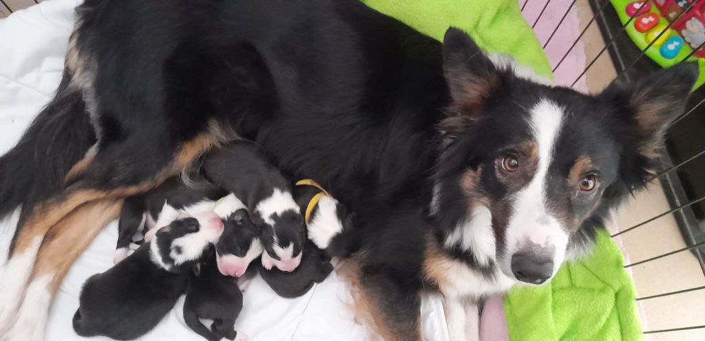 Du Trésor Du Berger De Fontenay - Border Collie - Portée née le 20/03/2023