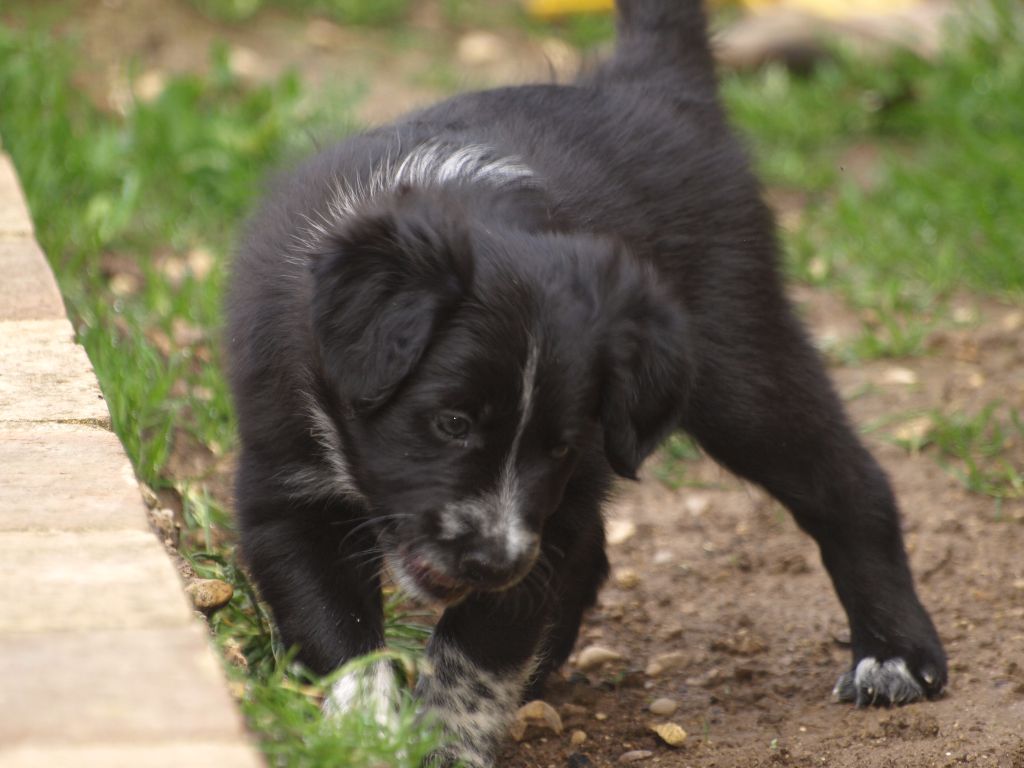 Du Trésor Du Berger De Fontenay - Border Collie - Portée née le 25/03/2017