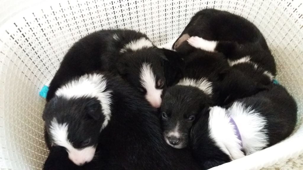 Du Trésor Du Berger De Fontenay - Border Collie - Portée née le 30/05/2018