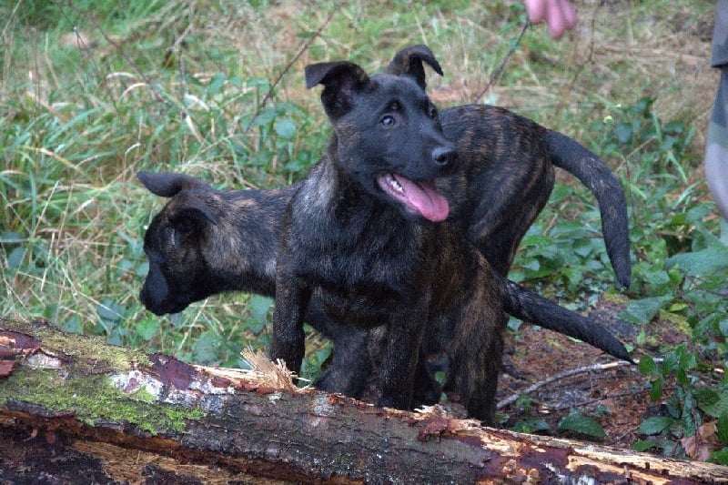 Des Crocs Bretons - Chiots disponibles - Berger hollandais